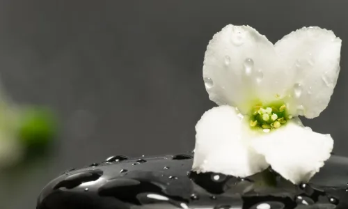 【13674】植物壁纸  2K 高清壁纸2560_1600@青蛙壁纸-笨猫小站