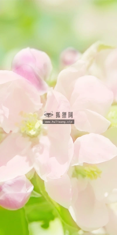 【13675】植物壁纸  2K 高清壁纸2560_1600@青蛙壁纸-笨猫小站