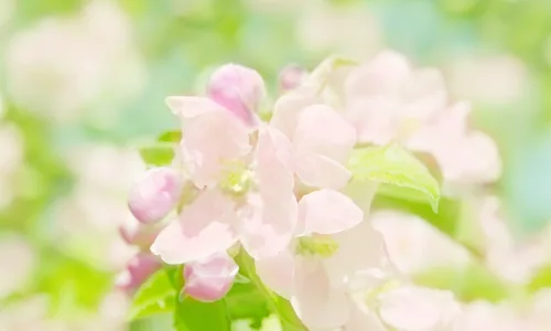 【13675】植物壁纸  2K 高清壁纸2560_1600@青蛙壁纸-笨猫小站
