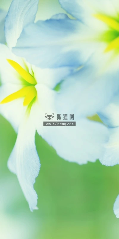 【13676】植物壁纸  2K 高清壁纸2560_1600@青蛙壁纸-笨猫小站