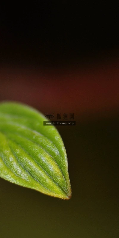 【13677】植物壁纸  2K 高清壁纸2560_1600@青蛙壁纸-笨猫小站