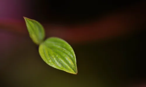 【13677】植物壁纸  2K 高清壁纸2560_1600@青蛙壁纸-笨猫小站