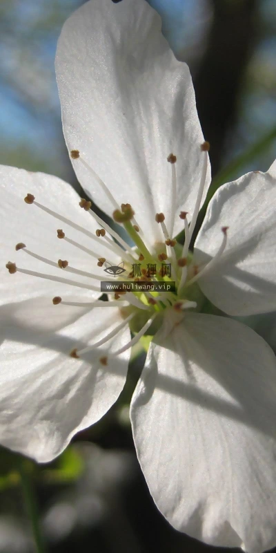 【13678】植物壁纸  2K 高清壁纸2560_1600@青蛙壁纸-笨猫小站