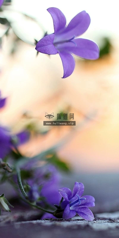 【13679】植物壁纸  2K 高清壁纸2560_1600@青蛙壁纸-笨猫小站