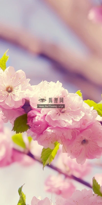 【13680】植物壁纸  2K 高清壁纸2560_1600@青蛙壁纸-笨猫小站
