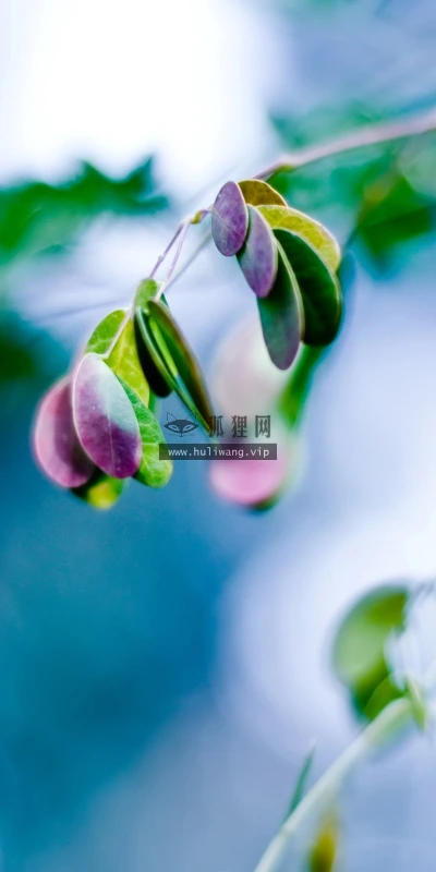 【13681】植物壁纸  2K 高清壁纸2560_1600@青蛙壁纸-笨猫小站