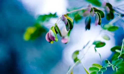 【13681】植物壁纸  2K 高清壁纸2560_1600@青蛙壁纸-笨猫小站