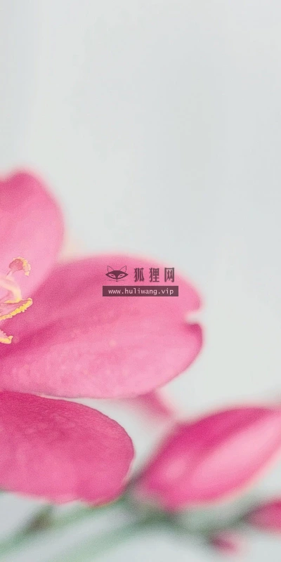 【13682】植物壁纸  2K 高清壁纸2560_1600@青蛙壁纸-笨猫小站