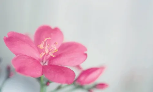 【13682】植物壁纸  2K 高清壁纸2560_1600@青蛙壁纸-笨猫小站
