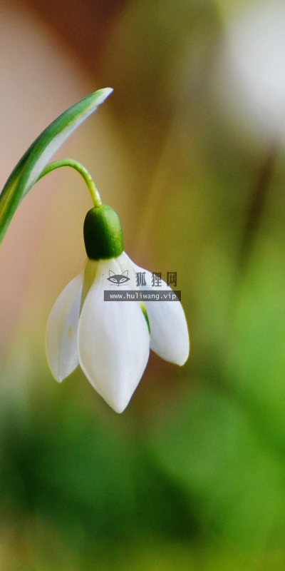 【13684】植物壁纸  2K 高清壁纸2560_1600@青蛙壁纸-笨猫小站