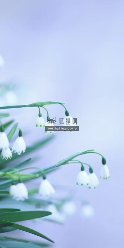 【13685】植物壁纸  2K 高清壁纸2560_1600@青蛙壁纸-笨猫小站