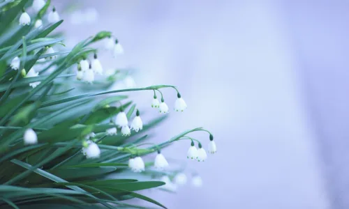 【13685】植物壁纸  2K 高清壁纸2560_1600@青蛙壁纸-笨猫小站