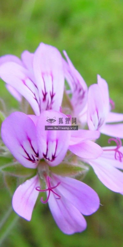 【13686】植物壁纸  2K 高清壁纸2560_1600@青蛙壁纸-笨猫小站
