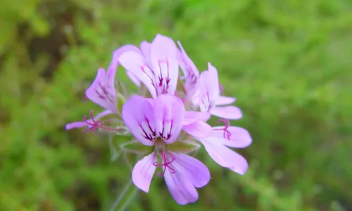 【13686】植物壁纸  2K 高清壁纸2560_1600@青蛙壁纸-笨猫小站