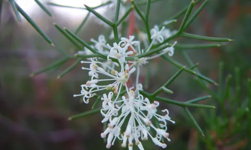 【13688】植物壁纸  2K 高清壁纸2560_1600@青蛙壁纸-笨猫小站