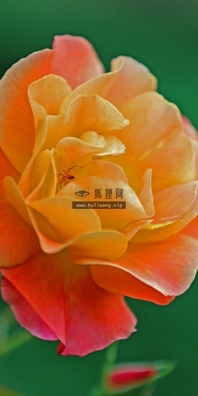 【13690】植物壁纸  2K 高清壁纸2560_1600@青蛙壁纸-笨猫小站