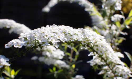 【13692】植物壁纸  2K 高清壁纸2560_1600@青蛙壁纸-笨猫小站