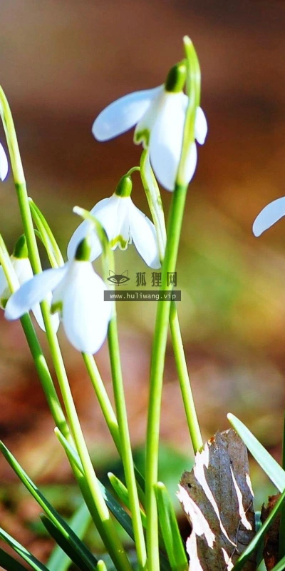 【13693】植物壁纸  2K 高清壁纸2560_1600@青蛙壁纸-笨猫小站