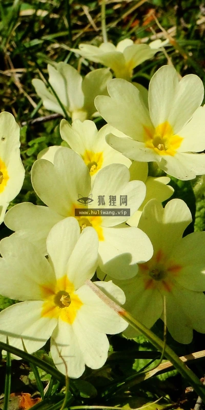 【13694】植物壁纸  2K 高清壁纸2560_1600@青蛙壁纸-笨猫小站