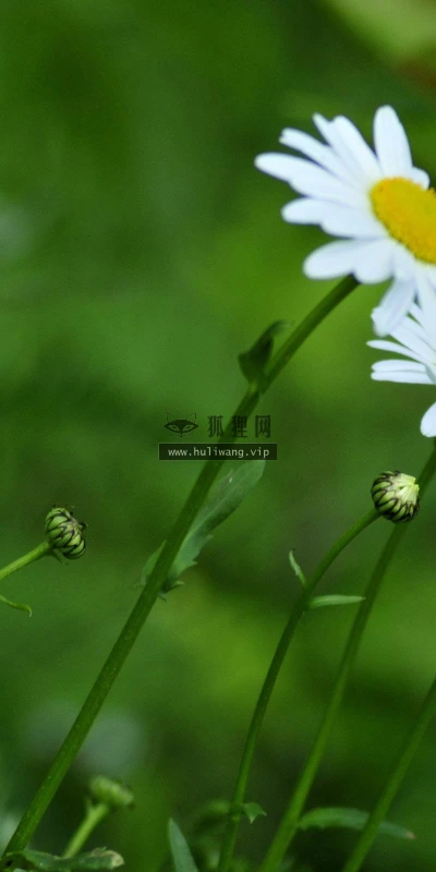 【13695】植物壁纸  2K 高清壁纸2560_1600@青蛙壁纸-笨猫小站