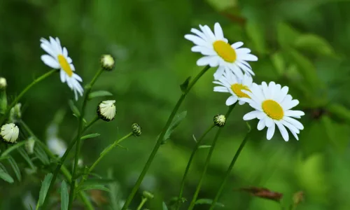 【13695】植物壁纸  2K 高清壁纸2560_1600@青蛙壁纸-笨猫小站