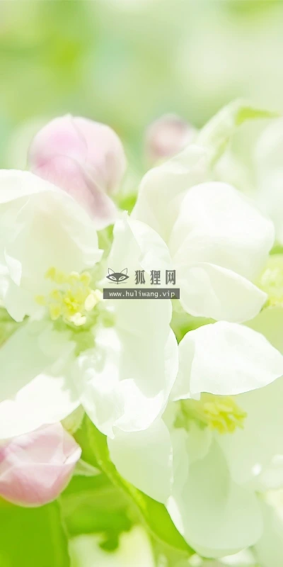 【13697】植物壁纸  2K 高清壁纸2560_1600@青蛙壁纸-笨猫小站