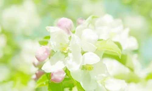 【13697】植物壁纸  2K 高清壁纸2560_1600@青蛙壁纸-笨猫小站