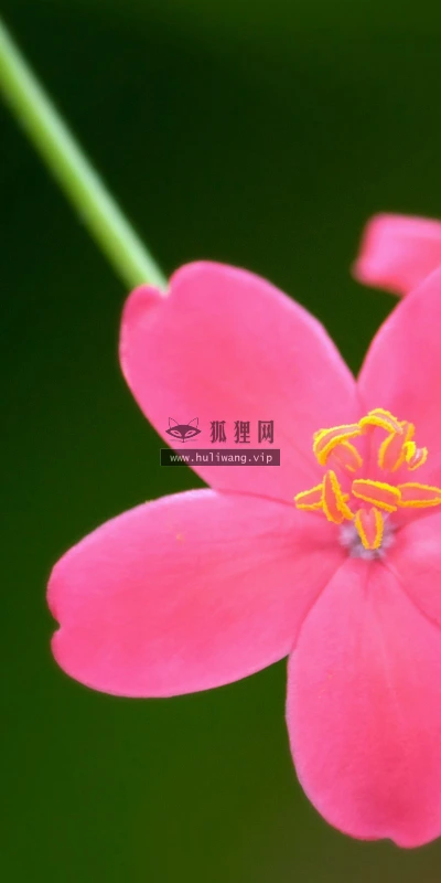 【13698】植物壁纸  2K 高清壁纸2560_1600@青蛙壁纸-笨猫小站