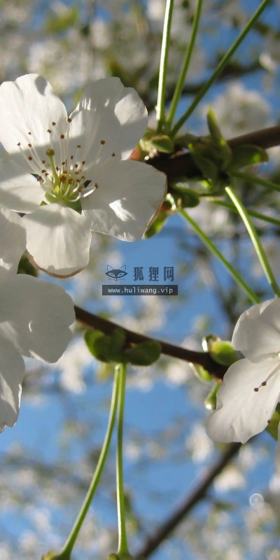 【13700】植物壁纸  2K 高清壁纸2560_1600@青蛙壁纸-笨猫小站