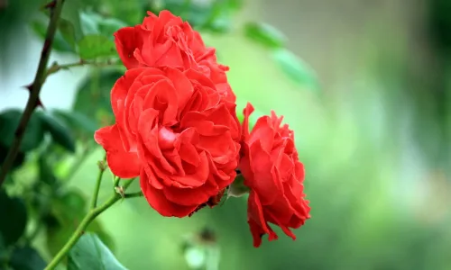 【13701】植物壁纸  2K 高清壁纸2560_1600@青蛙壁纸-笨猫小站
