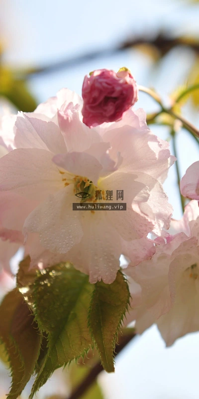 【13702】植物壁纸  2K 高清壁纸2560_1600@青蛙壁纸-笨猫小站