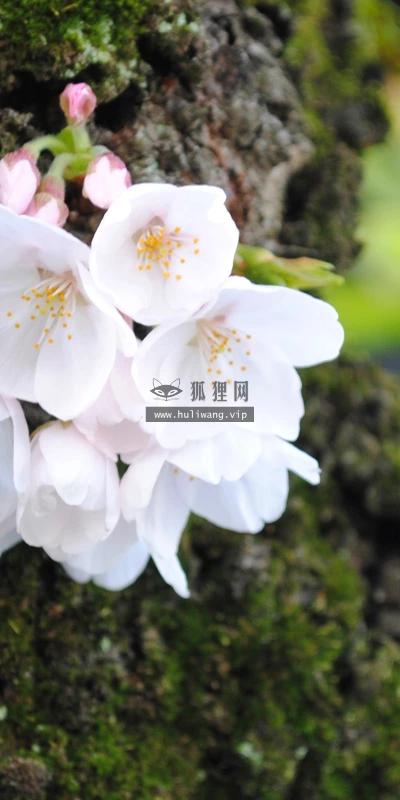【13703】植物壁纸  2K 高清壁纸2560_1600@青蛙壁纸-笨猫小站