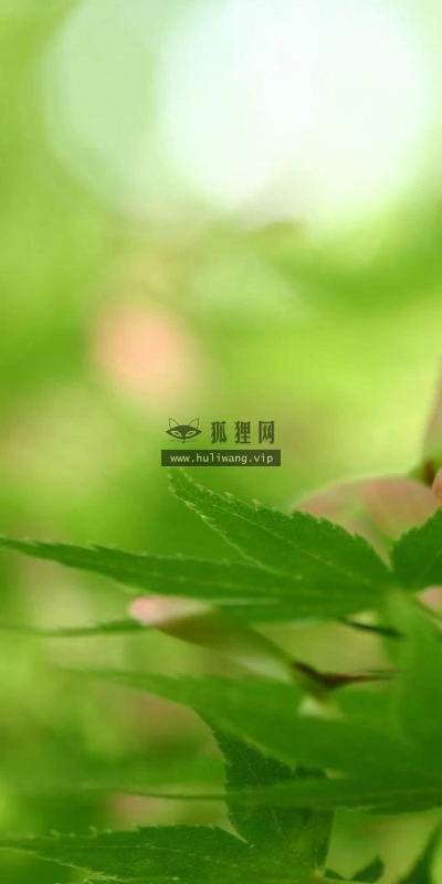 【13704】植物壁纸  2K 高清壁纸2560_1600@青蛙壁纸-笨猫小站