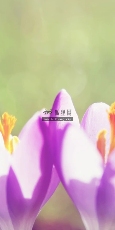 【13705】植物壁纸  2K 高清壁纸2560_1600@青蛙壁纸-笨猫小站