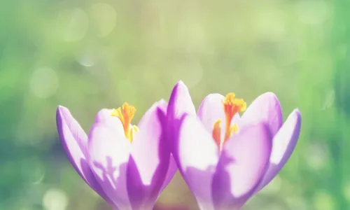 【13705】植物壁纸  2K 高清壁纸2560_1600@青蛙壁纸-笨猫小站