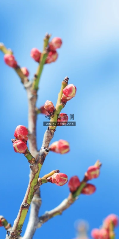 【13706】植物壁纸  2K 高清壁纸2560_1600@青蛙壁纸-笨猫小站