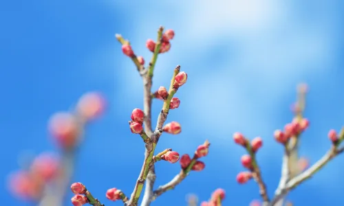 【13706】植物壁纸  2K 高清壁纸2560_1600@青蛙壁纸-笨猫小站