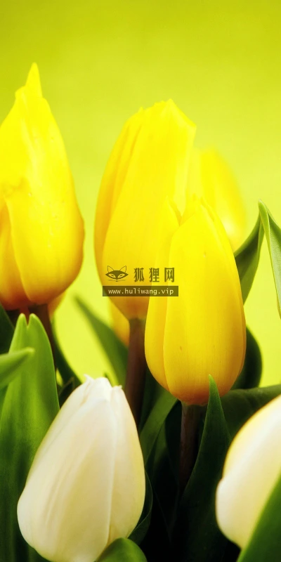 【13708】植物壁纸  2K 高清壁纸2560_1600@青蛙壁纸-笨猫小站