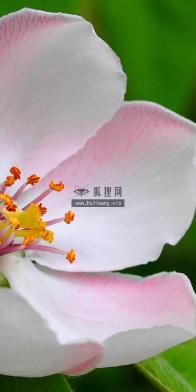 【13709】植物壁纸  2K 高清壁纸2560_1600@青蛙壁纸-笨猫小站