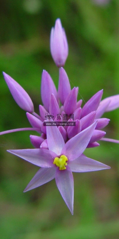【13710】植物壁纸  2K 高清壁纸2560_1600@青蛙壁纸-笨猫小站