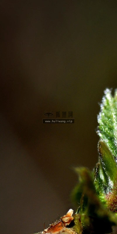【13711】植物壁纸  2K 高清壁纸2560_1600@青蛙壁纸-笨猫小站