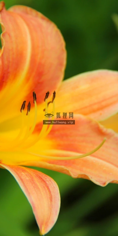 【13712】植物壁纸  2K 高清壁纸2560_1600@青蛙壁纸-笨猫小站