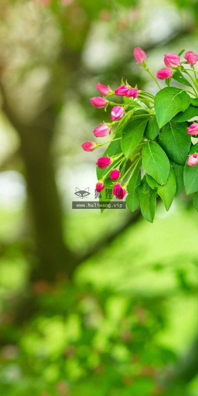 【13713】植物壁纸  2K 高清壁纸2560_1600@青蛙壁纸-笨猫小站