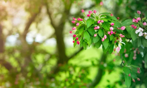【13713】植物壁纸  2K 高清壁纸2560_1600@青蛙壁纸-笨猫小站