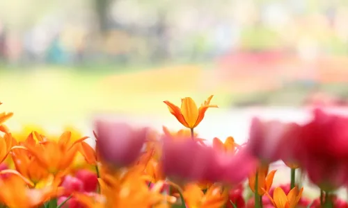 【13714】植物壁纸  2K 高清壁纸2560_1600@青蛙壁纸-笨猫小站