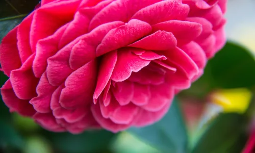 【13718】植物壁纸  2K 高清壁纸2560_1600@青蛙壁纸-笨猫小站