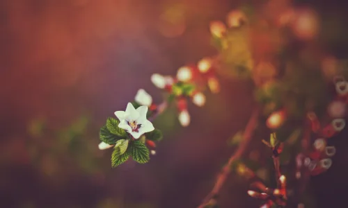 【13722】植物壁纸  2K 高清壁纸2560_1600@青蛙壁纸-笨猫小站