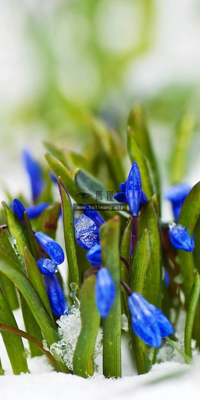 【13723】植物壁纸  2K 高清壁纸2560_1600@青蛙壁纸-笨猫小站