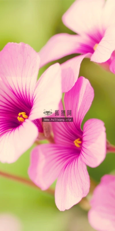 【13725】植物壁纸  2K 高清壁纸2560_1600@青蛙壁纸-笨猫小站