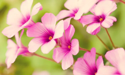【13725】植物壁纸  2K 高清壁纸2560_1600@青蛙壁纸-笨猫小站